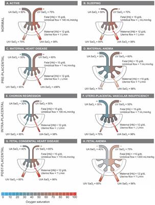 Advanced magnetic resonance imaging in human placenta: insights into fetal growth restriction and congenital heart disease